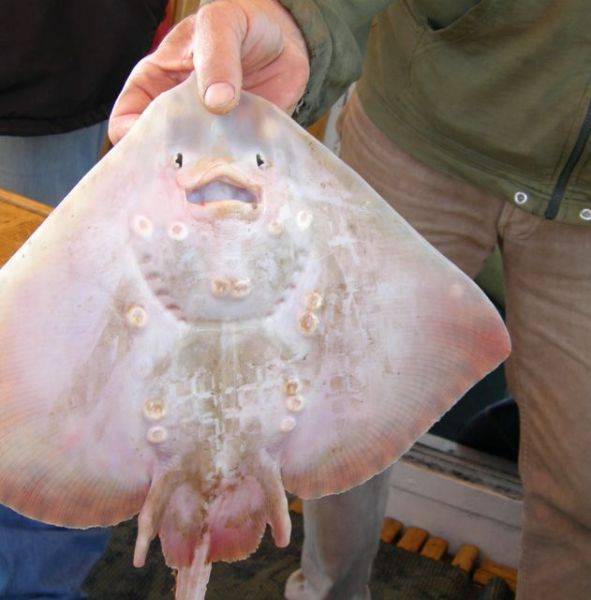 Морская щучья собачка – фото необычной рыбы-агрессора