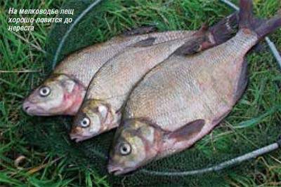 Лещ: описание рыбы, места обитания и повадки