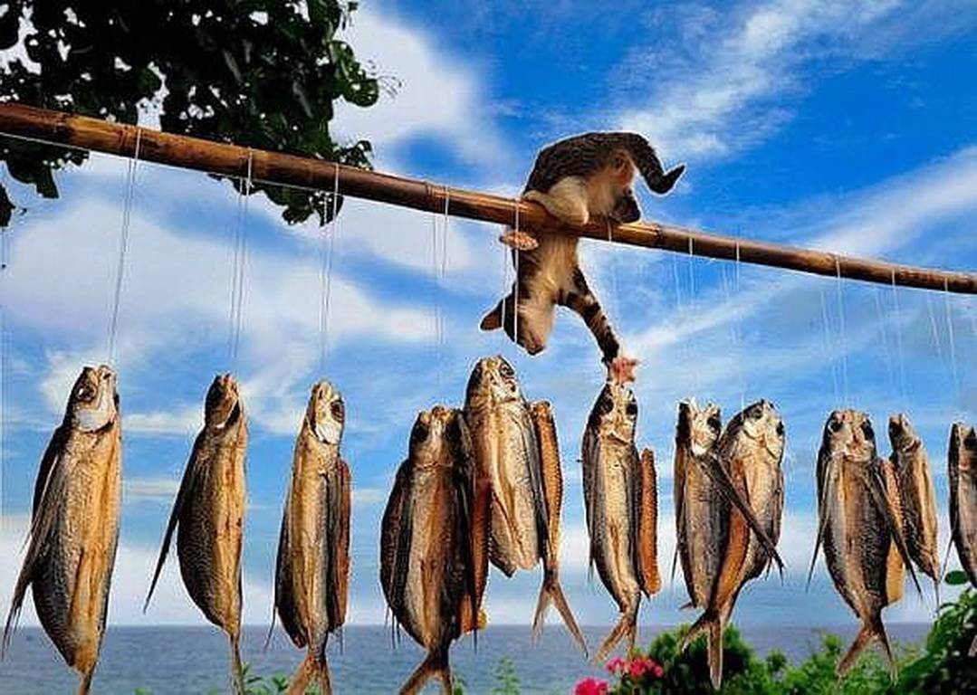 Сколько стоит любительская рыбалка