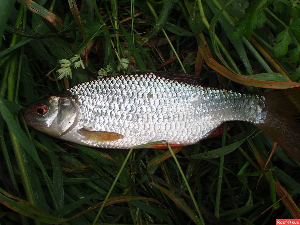 Рыба «Плотва сибирская» фото и описание