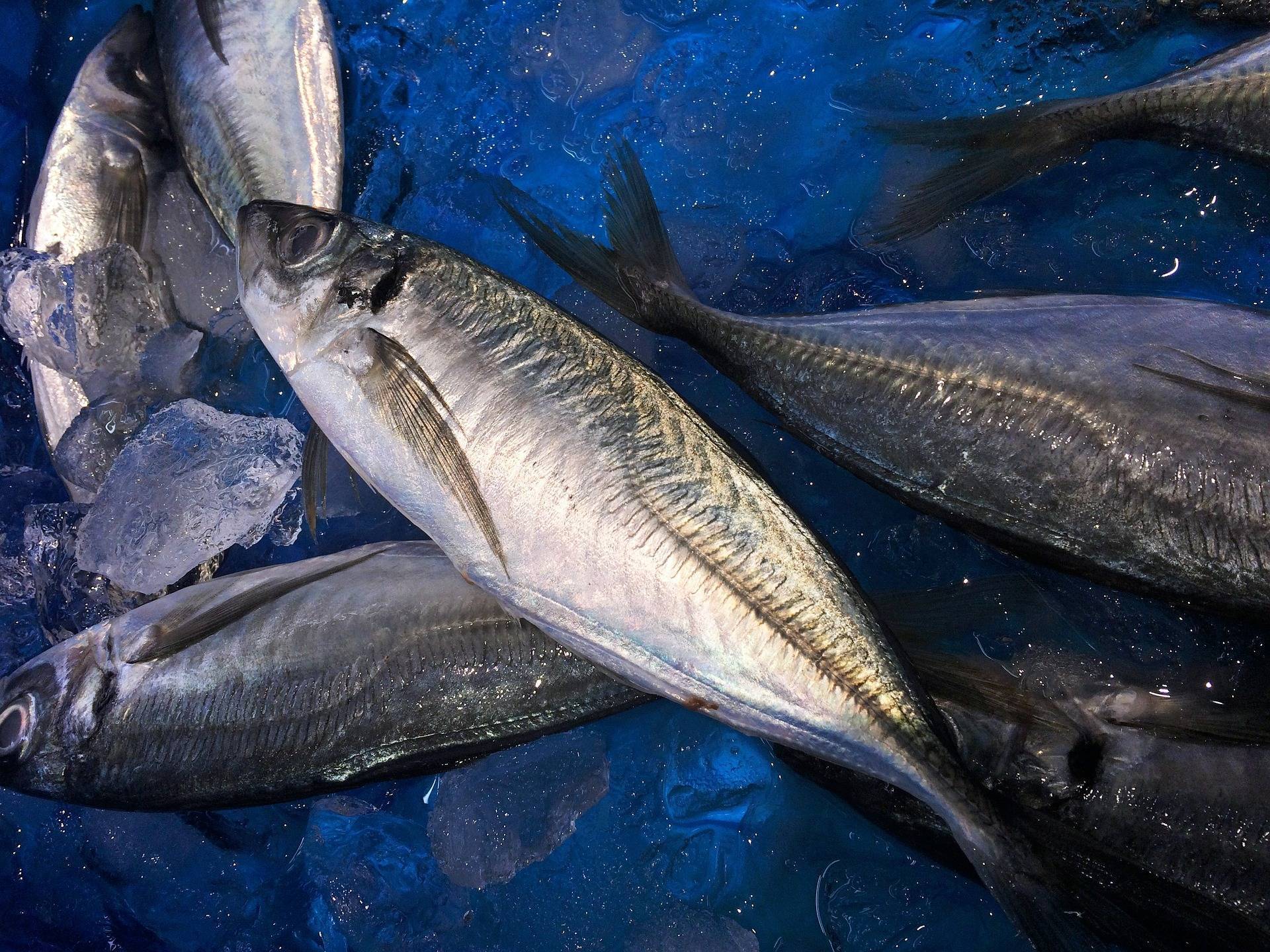 Ставрида - морские рыбы | описание, фото и видео