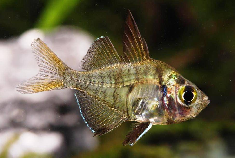 Прозрачная рыба: описание и обитание, содержание и совместимость, кормление и размножение аквариумной рыбки в домашних условиях