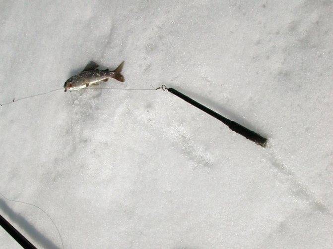 Освой зимнюю рыбалку на хариуса