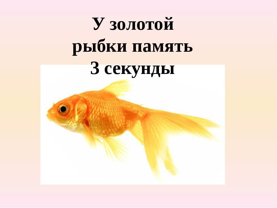 Память у рыб: сколько секунд помнит рыбка информацию