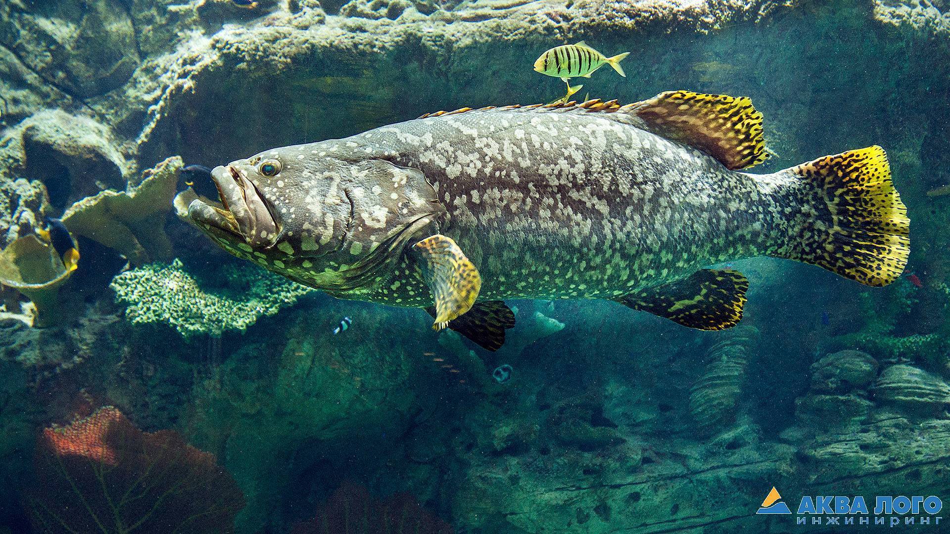 Групера рыба — описание вида и способы лова. 135 фото и видео как поймать групера