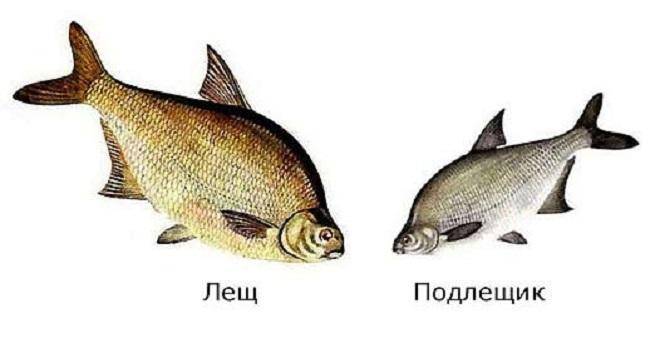 Густера и подлещик — отличия и особенности рыб