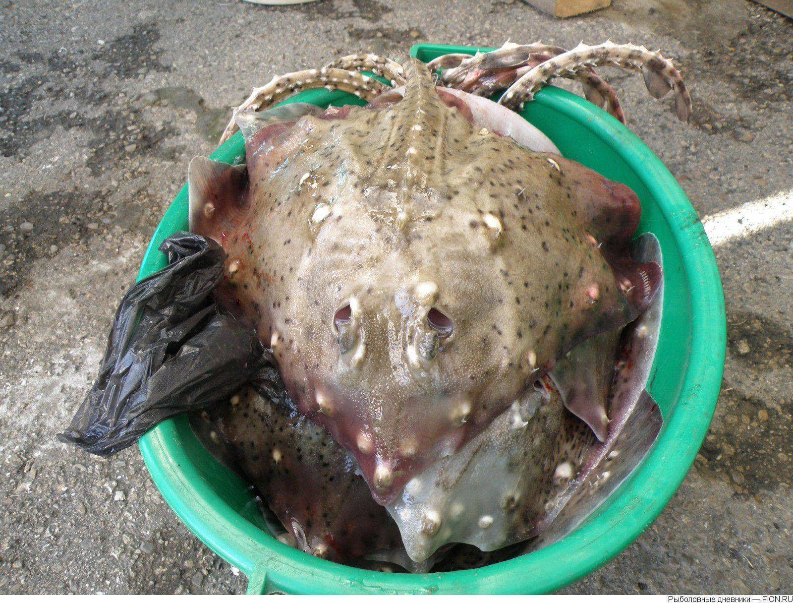 Рыба лиса черноморская полезные свойства как готовить - izitip.ru