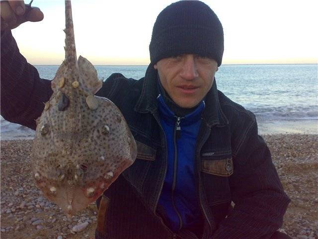 Морская рыба-собака: описание, фото. смертельно опасный яд скалозуба