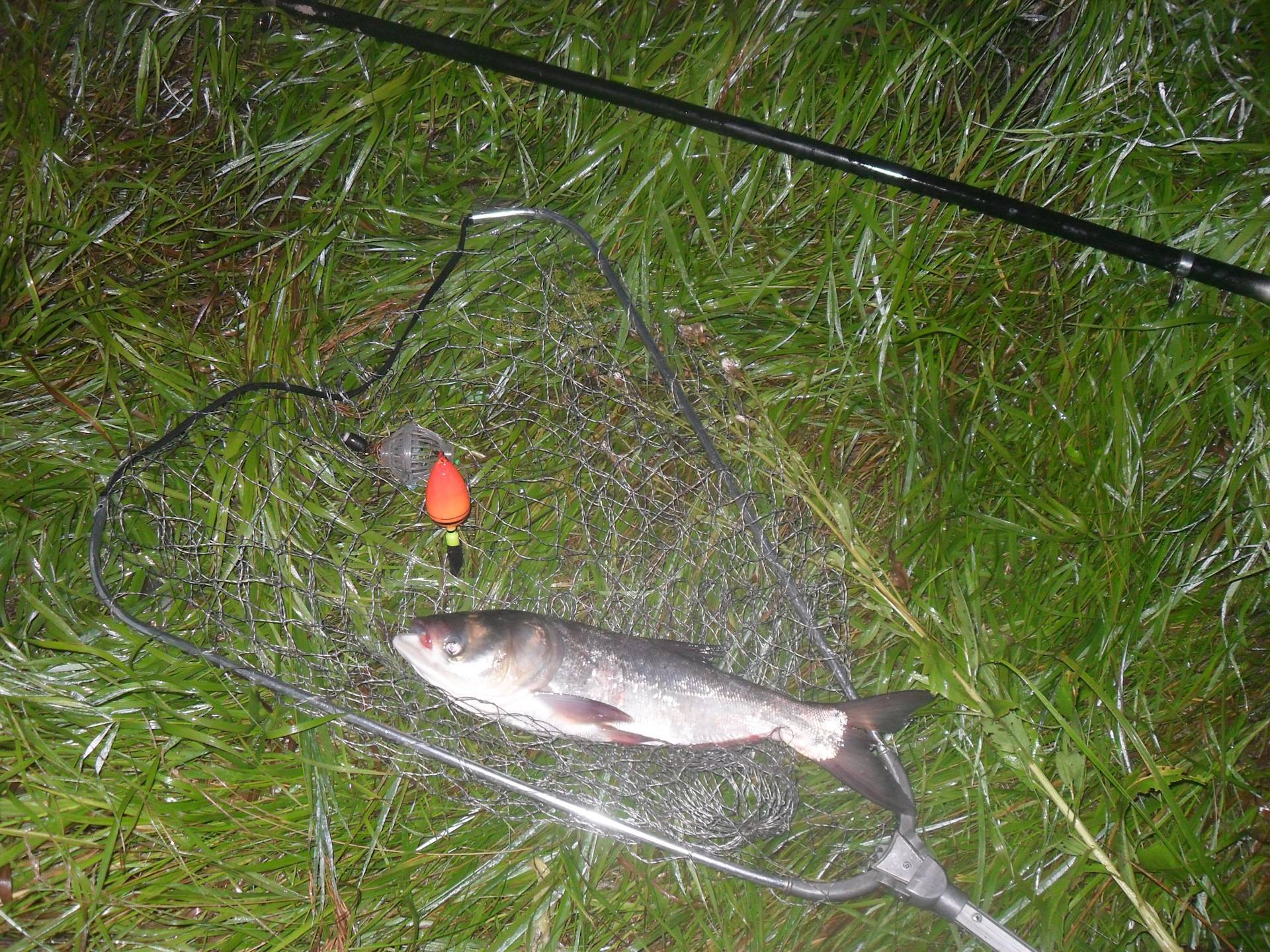 Как поймать толстолобика и на что ловить: особенности рыбалки летом, зимой и осенью