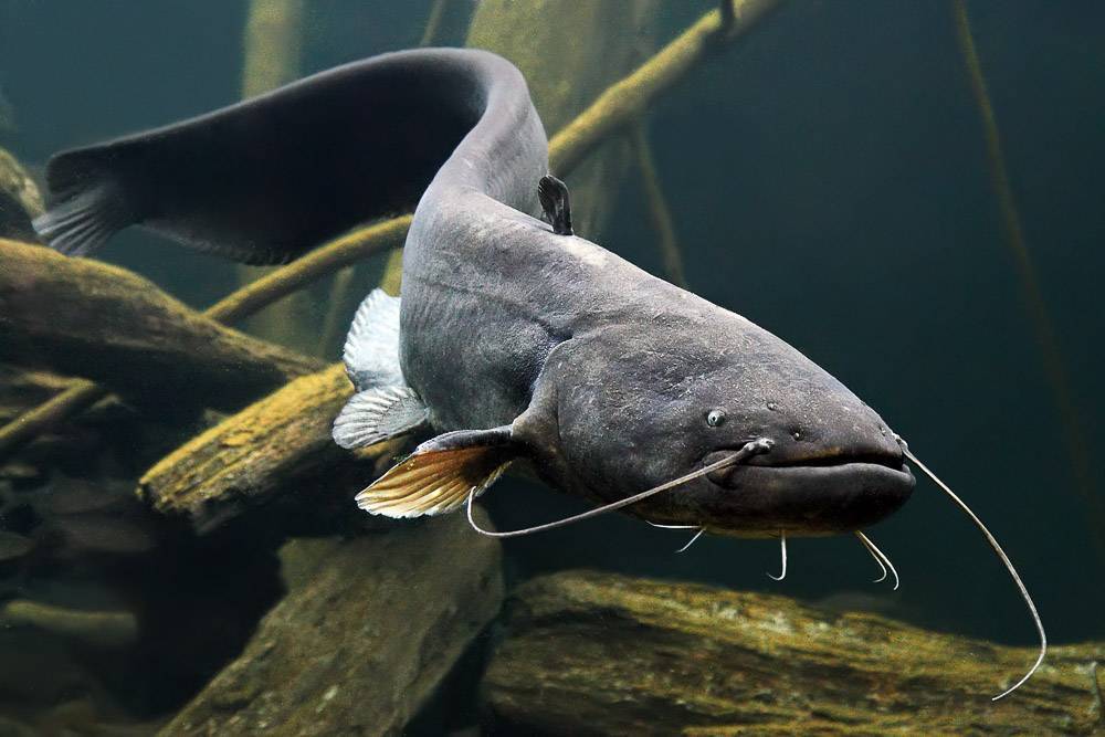 Рыба «Сом» фото и описание