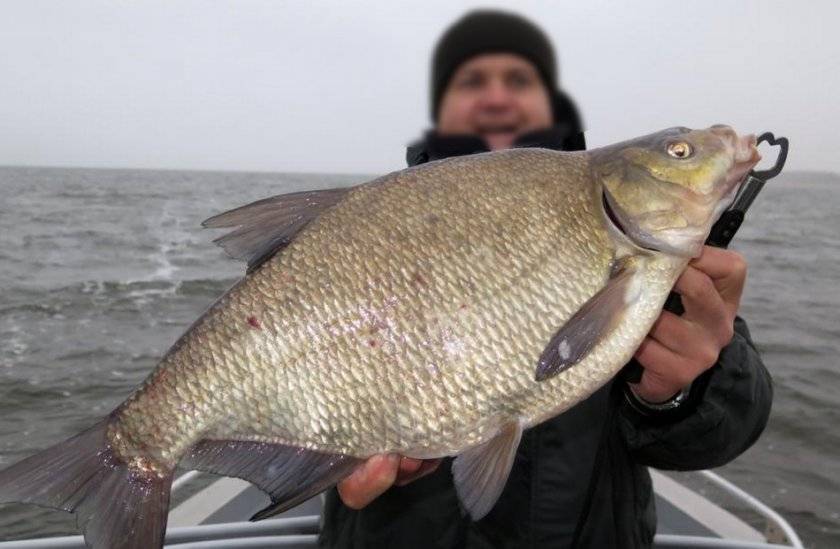 Самые большие речные рыбы в россии – список, размеры, фото и видео