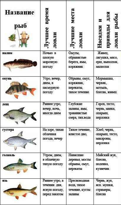 Лещ: описание рыбы, среда обитания, размножение, питание, ловля и разведение
