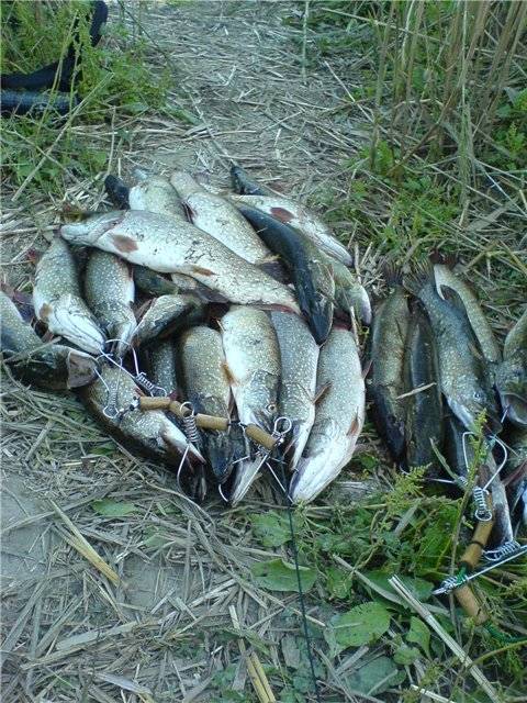 Рыбалка в ставропольском крае: лучшие места на карте топ-10