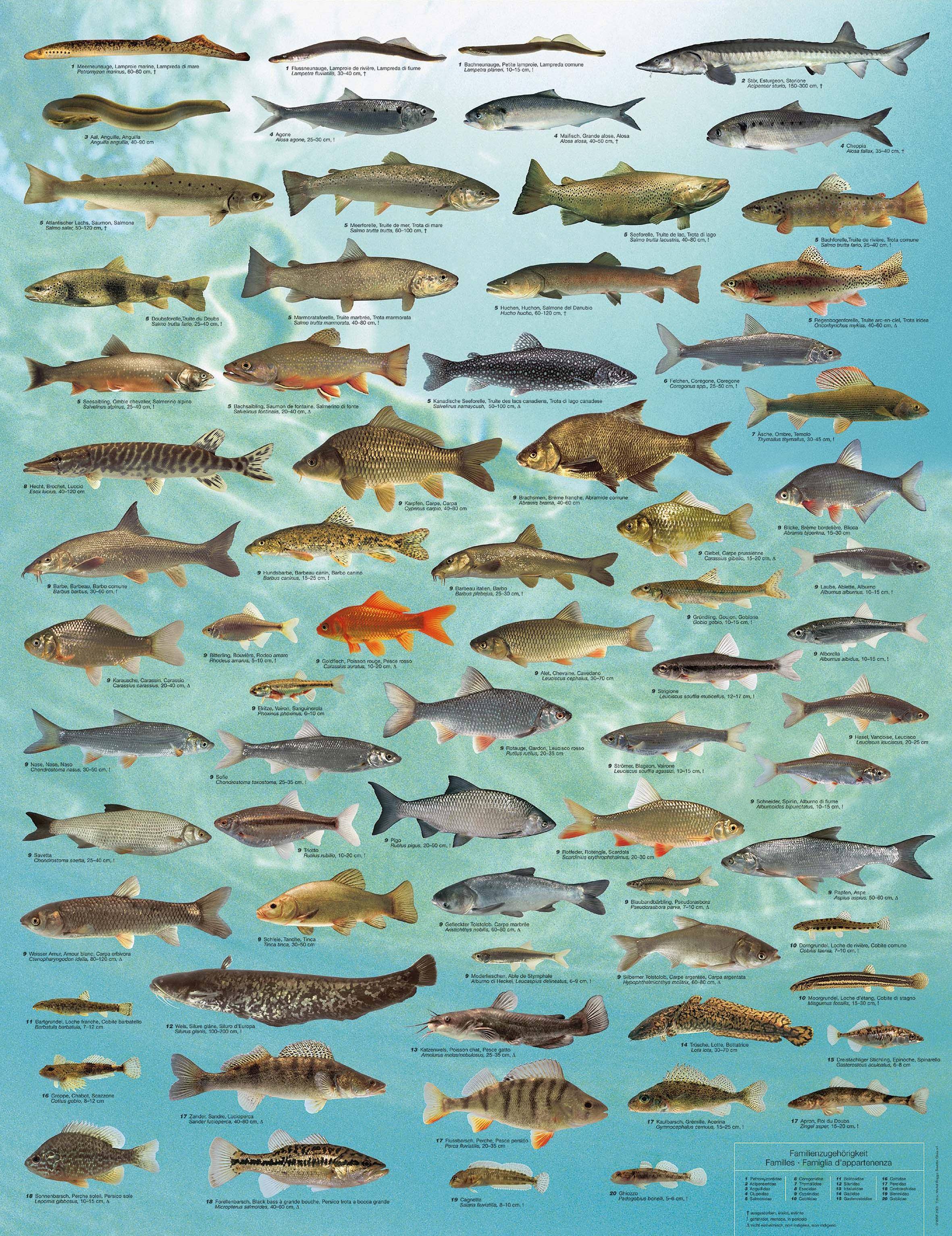 Осетр: описание рыбы, фото, разновидности, нерест, ловля, разведение и выращивание