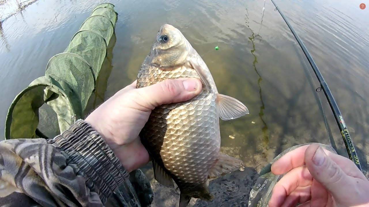 Лучшие методы ловли карася весной – особенности и хитрости - на рыбалке!