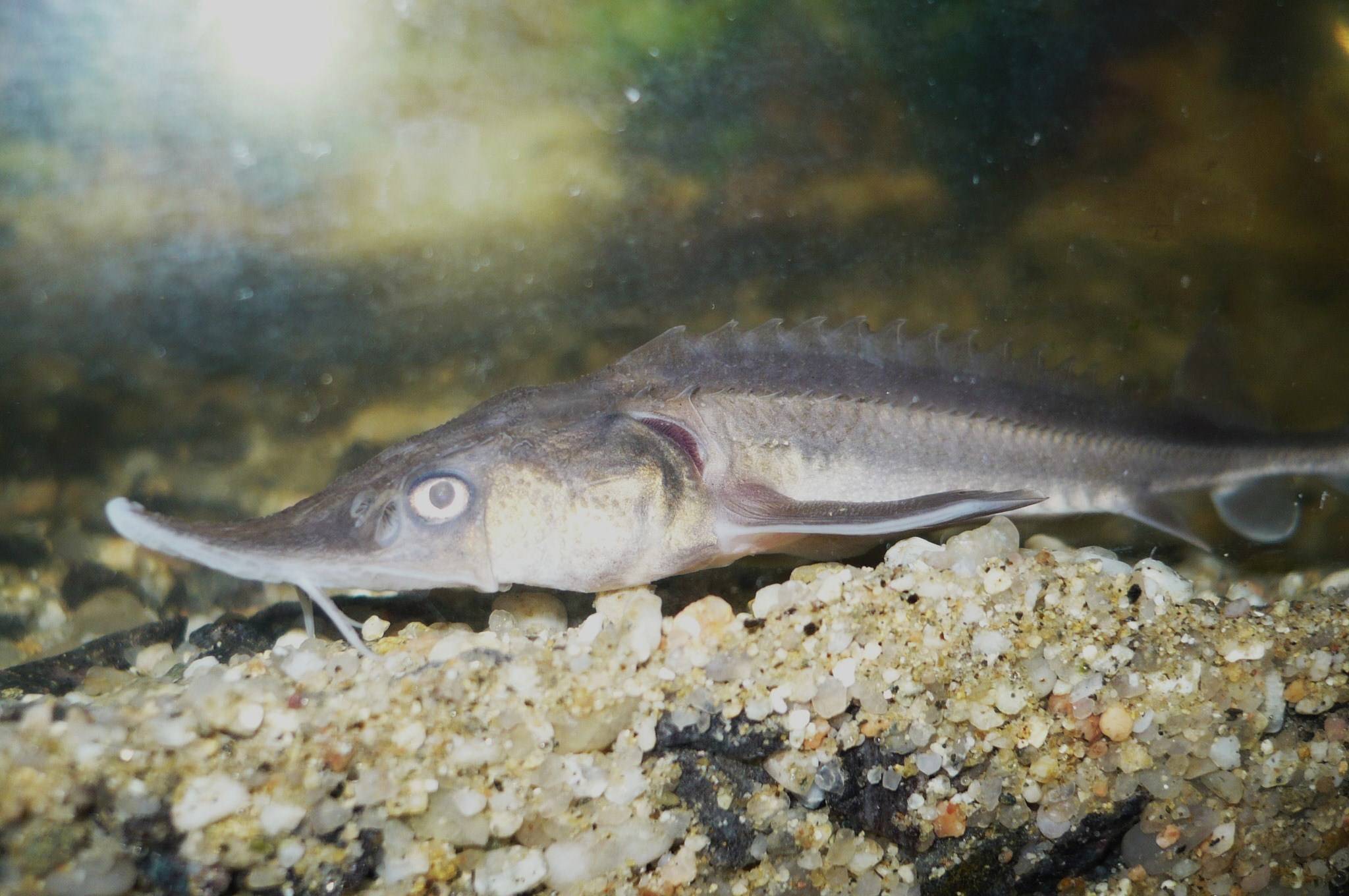 Фото скафирингус рыба – рыба лопатонос: описание, фото