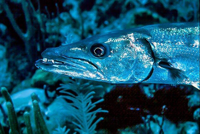 Рыба барракуда: виды, описание, где обитает, чем питается