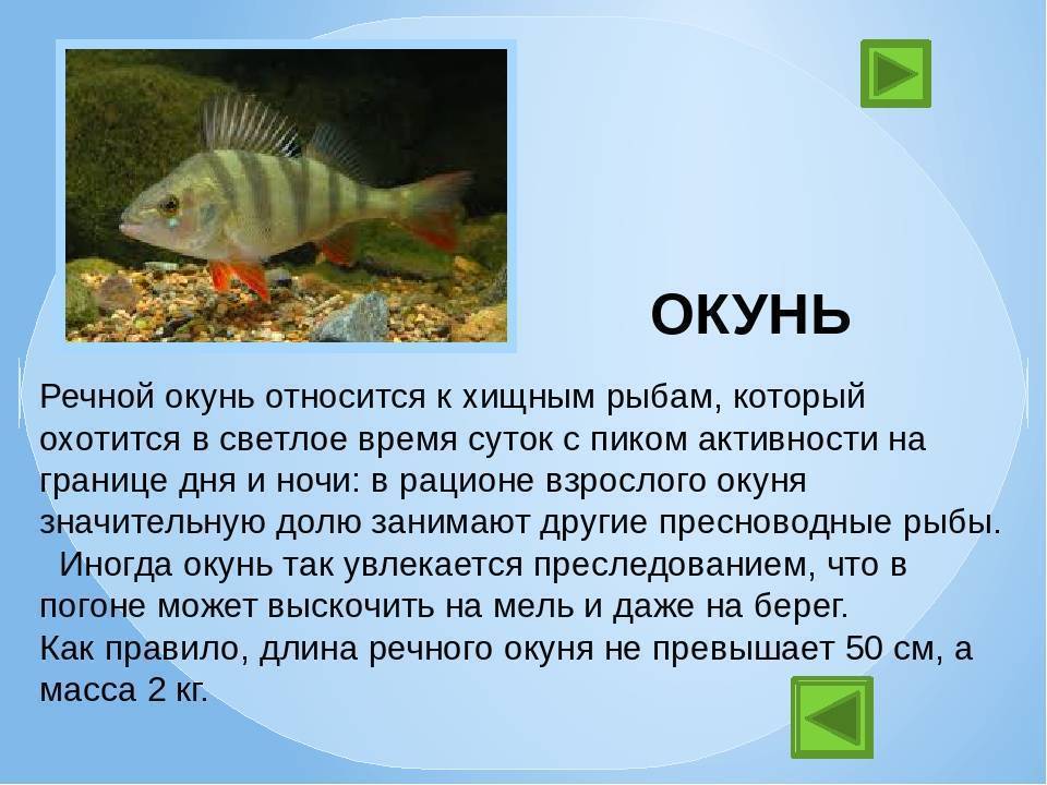 Окунь - основная рыба северных широт евразии (109 фото)
