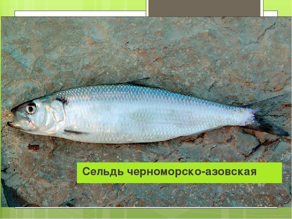 Шамайка – необычная рыба