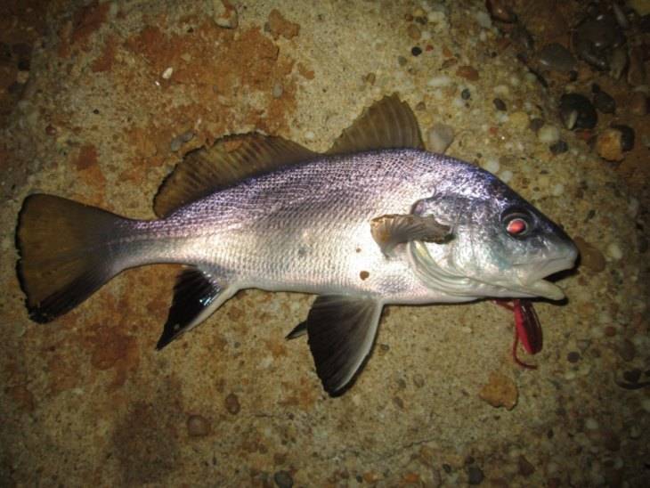 Горбыль — энциклопедия рыб