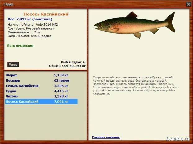 Черноморский лосось. места обитания, промысел, рыбалка