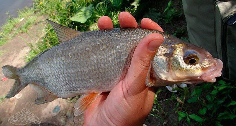 Рыба рыбец: описание, развитие, интересные факты и среда обитания
