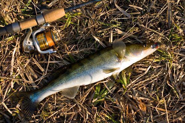 Как выбрать спиннинг для ловли щуки: на малых и больших реках, новичку и опытному рыбаку