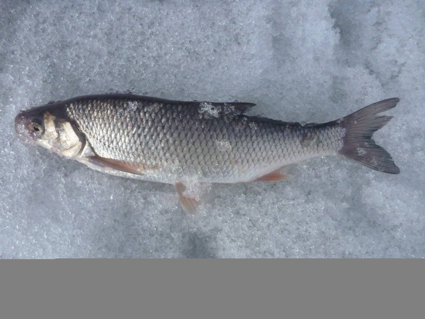 Рыба «Чебак» фото и описание