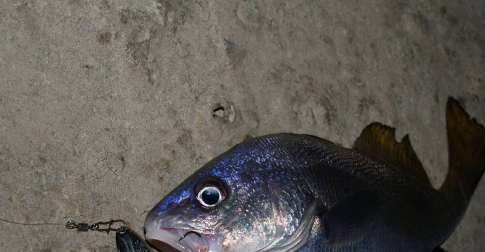 Большая и маленькая: любимая рыба черного моря
