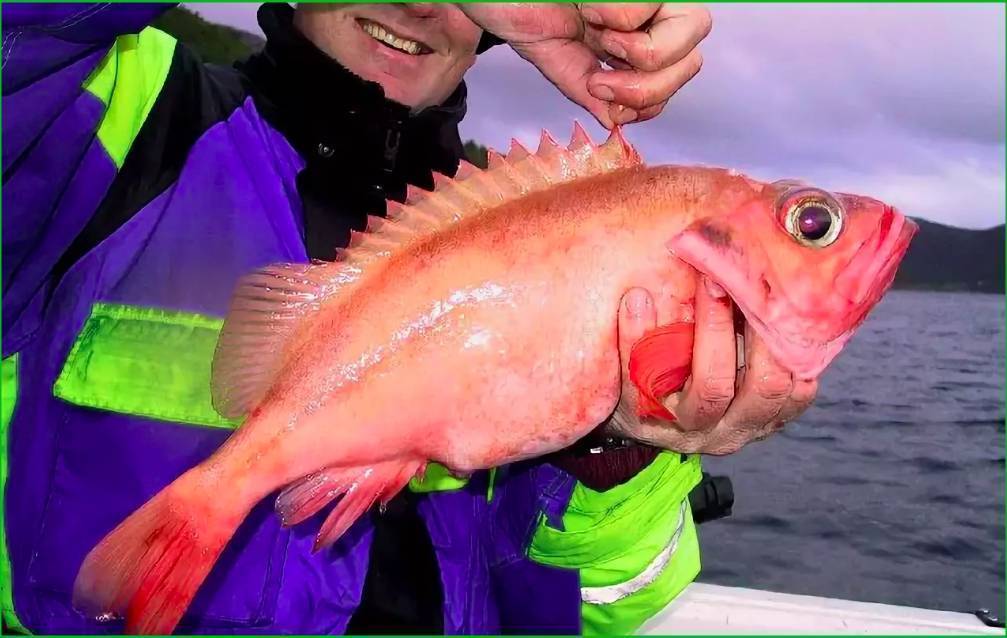 Морской окунь: фото, приготовление, польза и вред