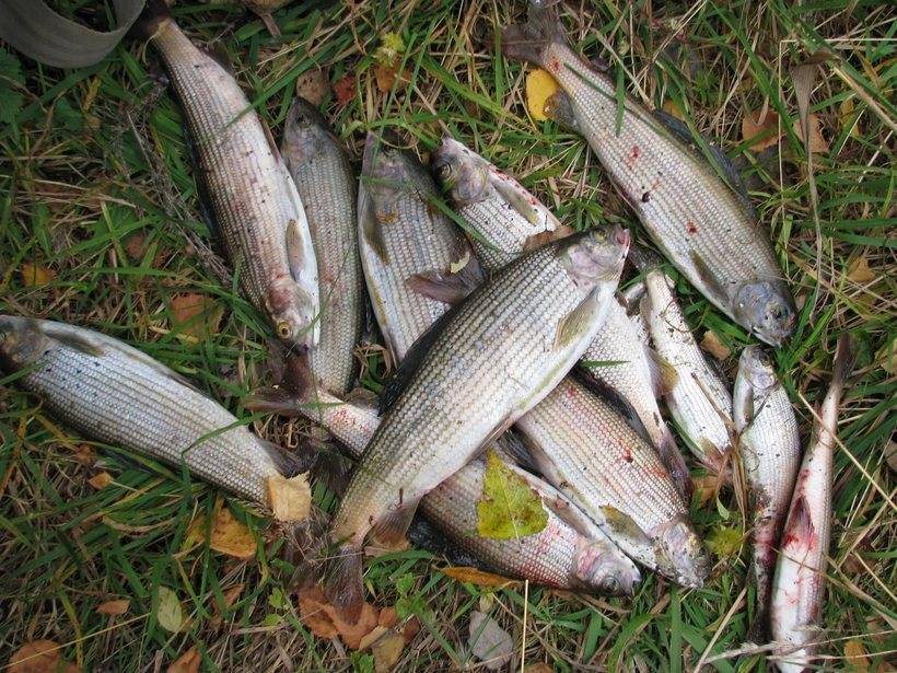 Рыбалка на плещеевом озере: платная и бесплатная