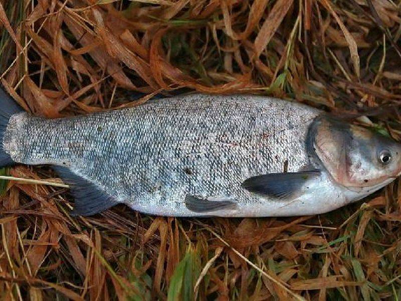 Рыба толстолобик: фото, описание, полезные свойства