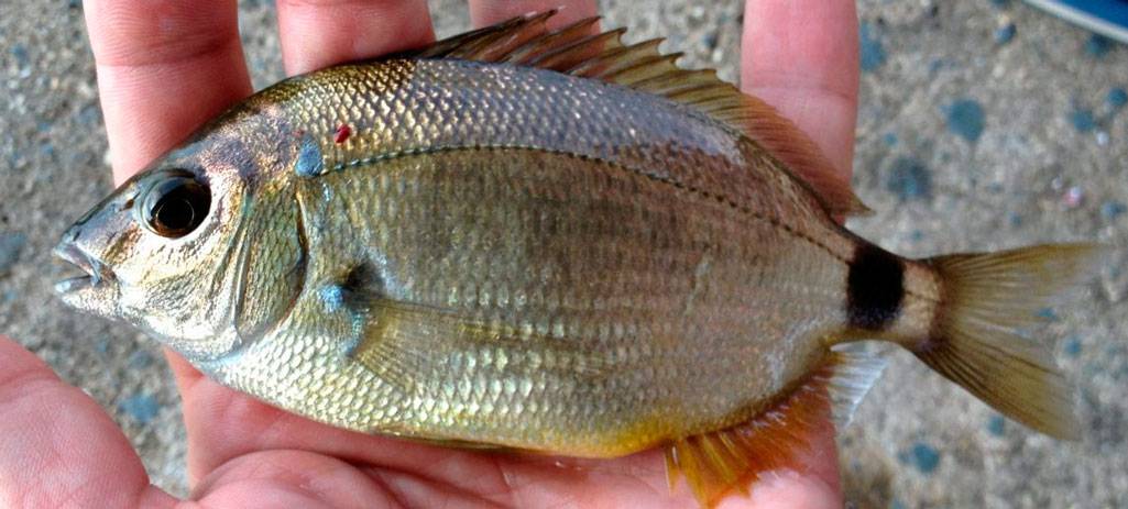 О съедобной рыбе ротан-головёшка: описание и ареал, особенности ловли и приготовления большой и мелкой рыбы