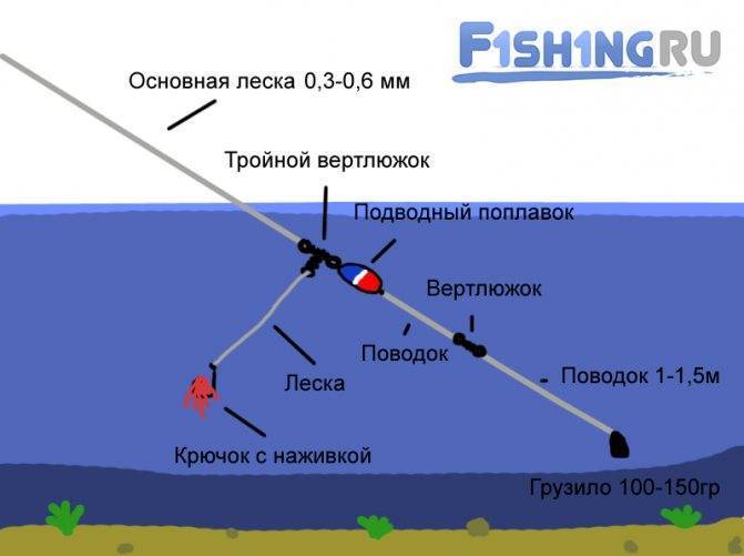 Ловля сома в днепре: рыбные места и базы | ribakov.net