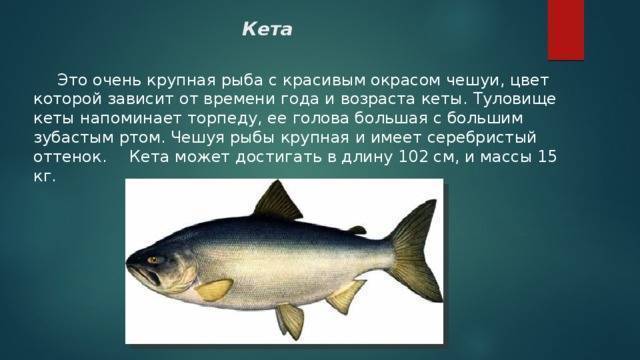 Рыба кета: польза и возможный вред | польза и вред