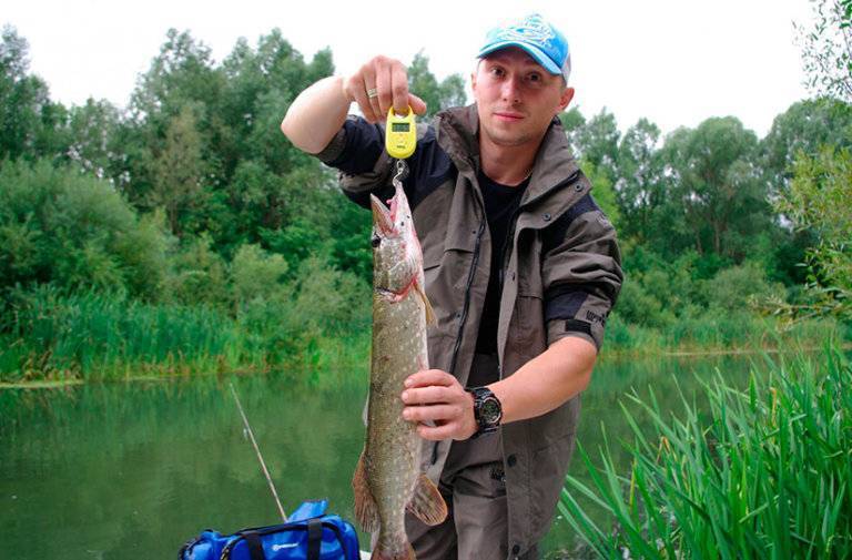 Рыбалка на оке в рязанской области: видео, отчеты, базы, места, волосово, рыбалка в сентябре.