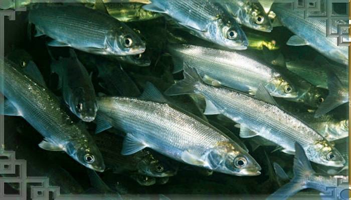 Рыба омуль: описание, польза и калорийность