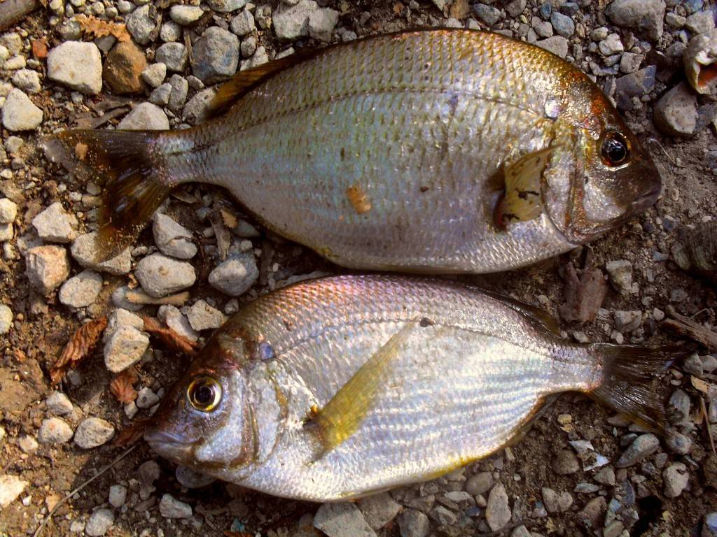 Морской карась (ласкирь): описание рыбы и особенности ловли