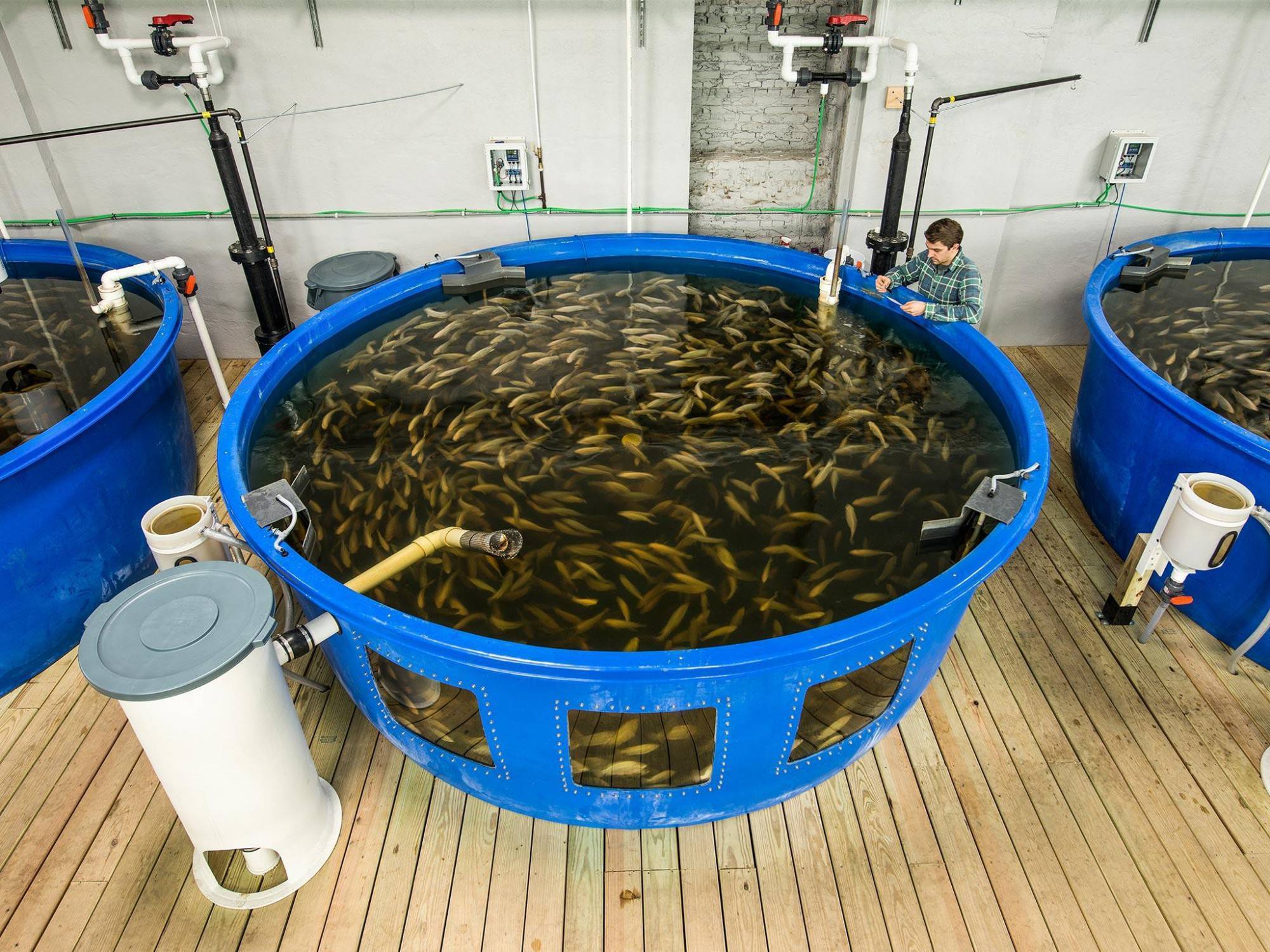 Создание искусственного водоема для разведения рыбы