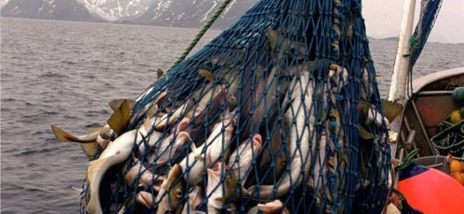 Рыбалка в крыму (60 фото): морская рыбалка на спиннинг с берега, названия рыб в морях и озерах, платные и бесплатные места, ловля пеленгаса на арабатской стрелке