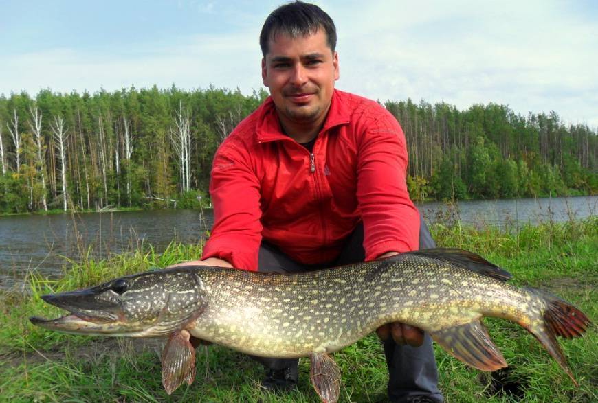 Ульяновск - календарь рыболова. рыбалка в ульяновске, график клёва рыбы.