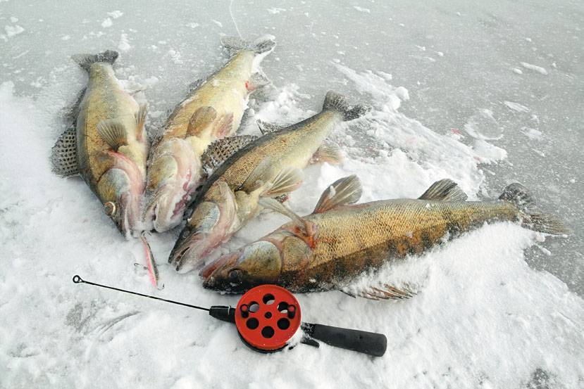 Рыбалка в феврале, ловля рыбы в феврале / ribalcka.ru