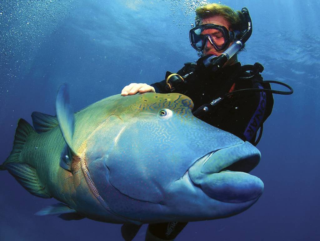 Рыба губан: описание, среда обитания и фото