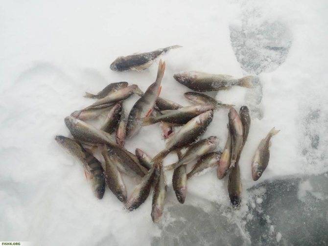 Зимние приманки: полезные советы по выбору снасти, секреты опытных рыбаков и особенности их применения (видео + 110 фото)
