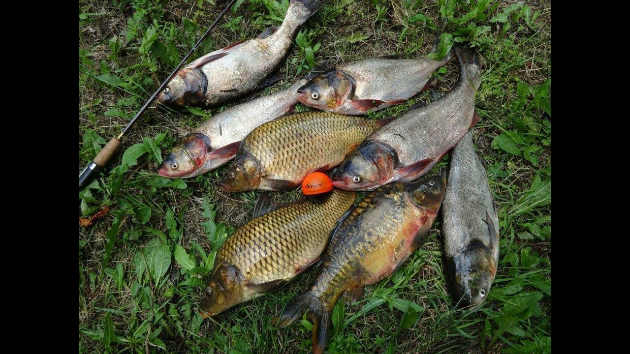 Рыбалка на плещеевом озере