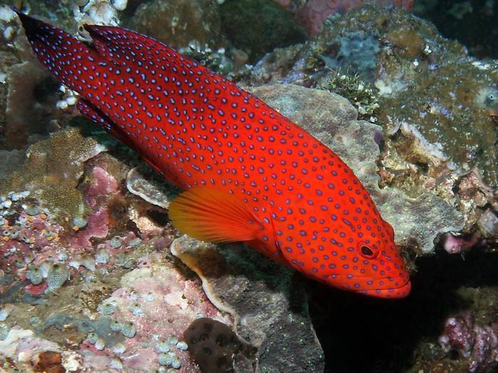 Рыба «Группер краснопятнистый» фото и описание