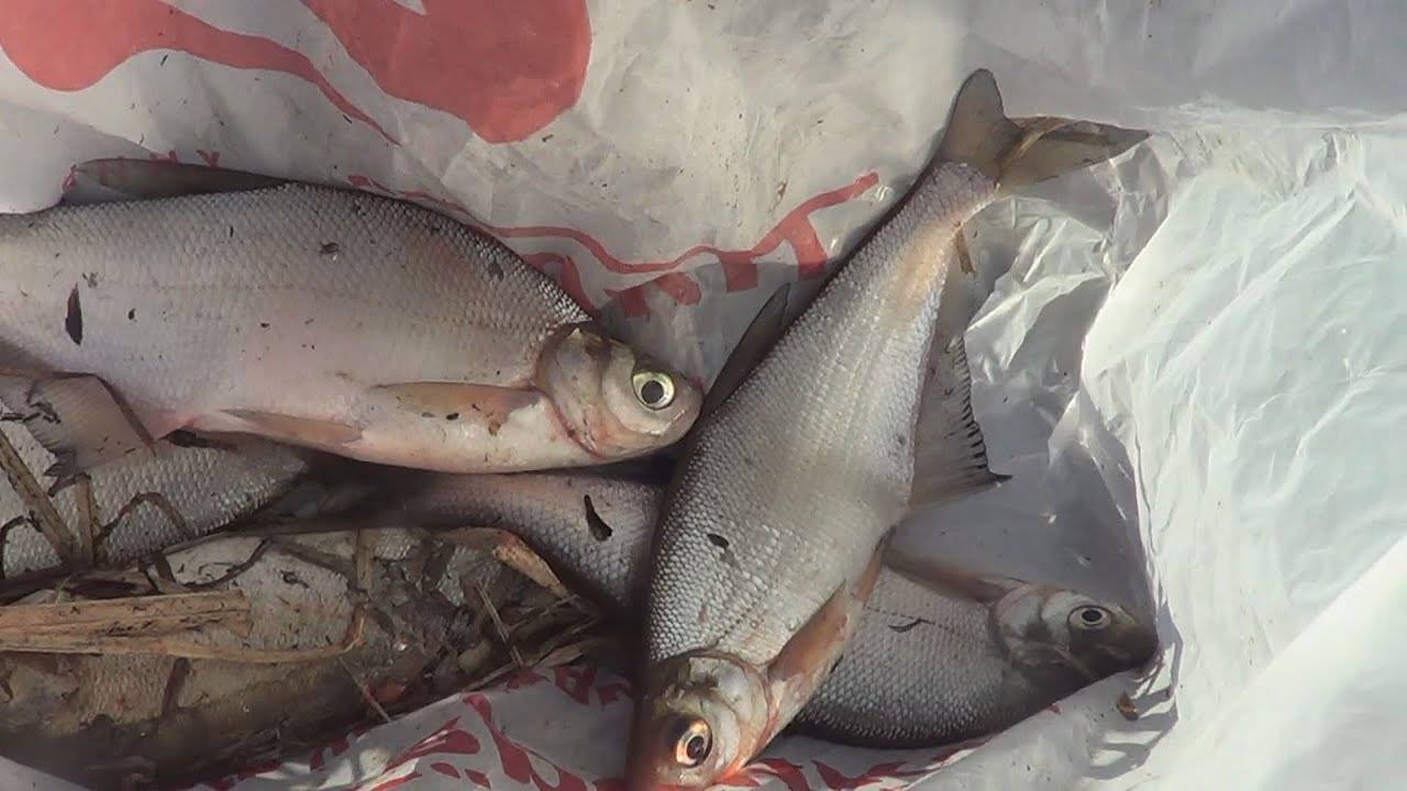Места для рыбалки в ленинградской области – платная и бесплатная рыбалка!