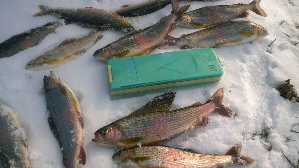 Рыбалка в кемеровской области 2020