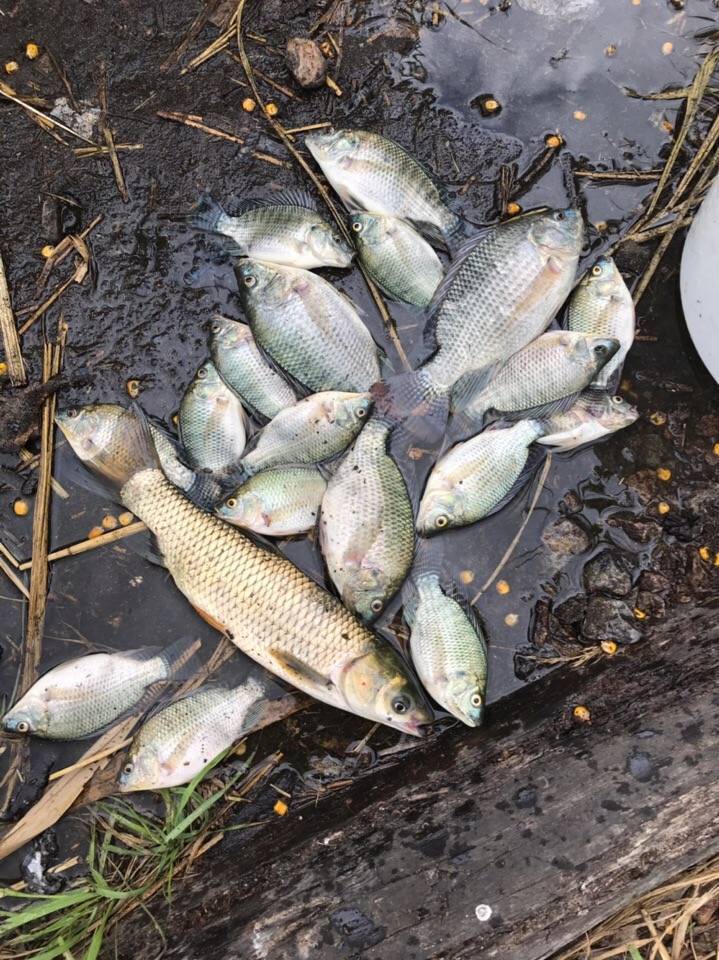 Рыбалка на бесплатных прудах в воронежской области