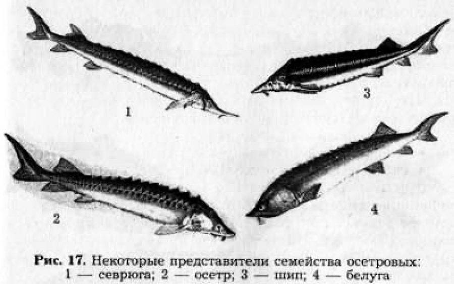 Стерлядь: описание, распространение, образ жизни и способ ловли